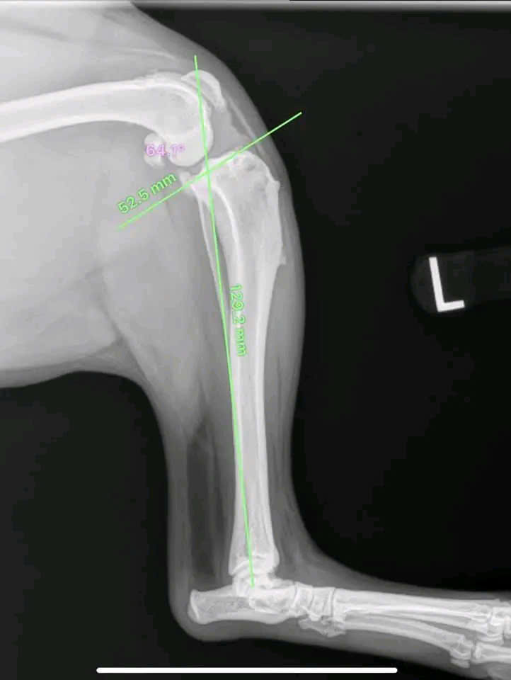 Bệnh viện Thú Y Gia Kiệm - Hình 9